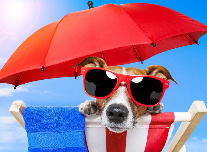 Wallpaper Dog, puppy, sun, summer, beach, sunglasses, umbrella, vacation, animal, pet, sky, Animals 3233418574